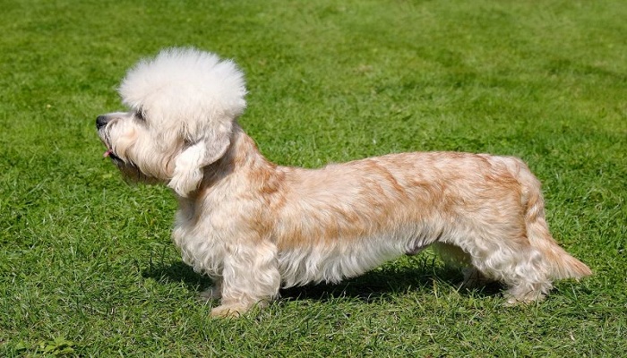 Dandy-Dinmont-Terrier-1