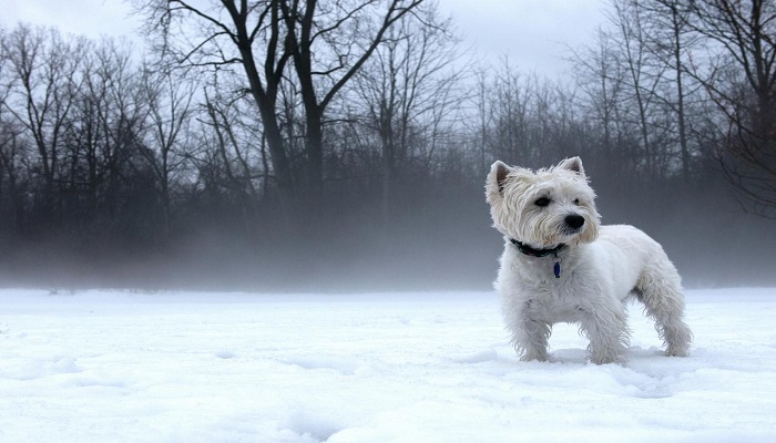 West-Highland-White-Terrier-3