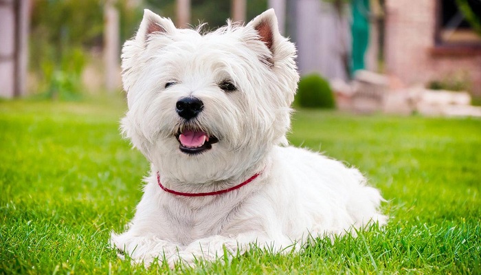West-Highland-White-Terrier-5