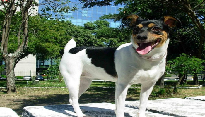Terrier-brasileño-1