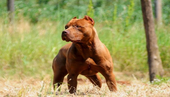 red-nose-pitbull-1